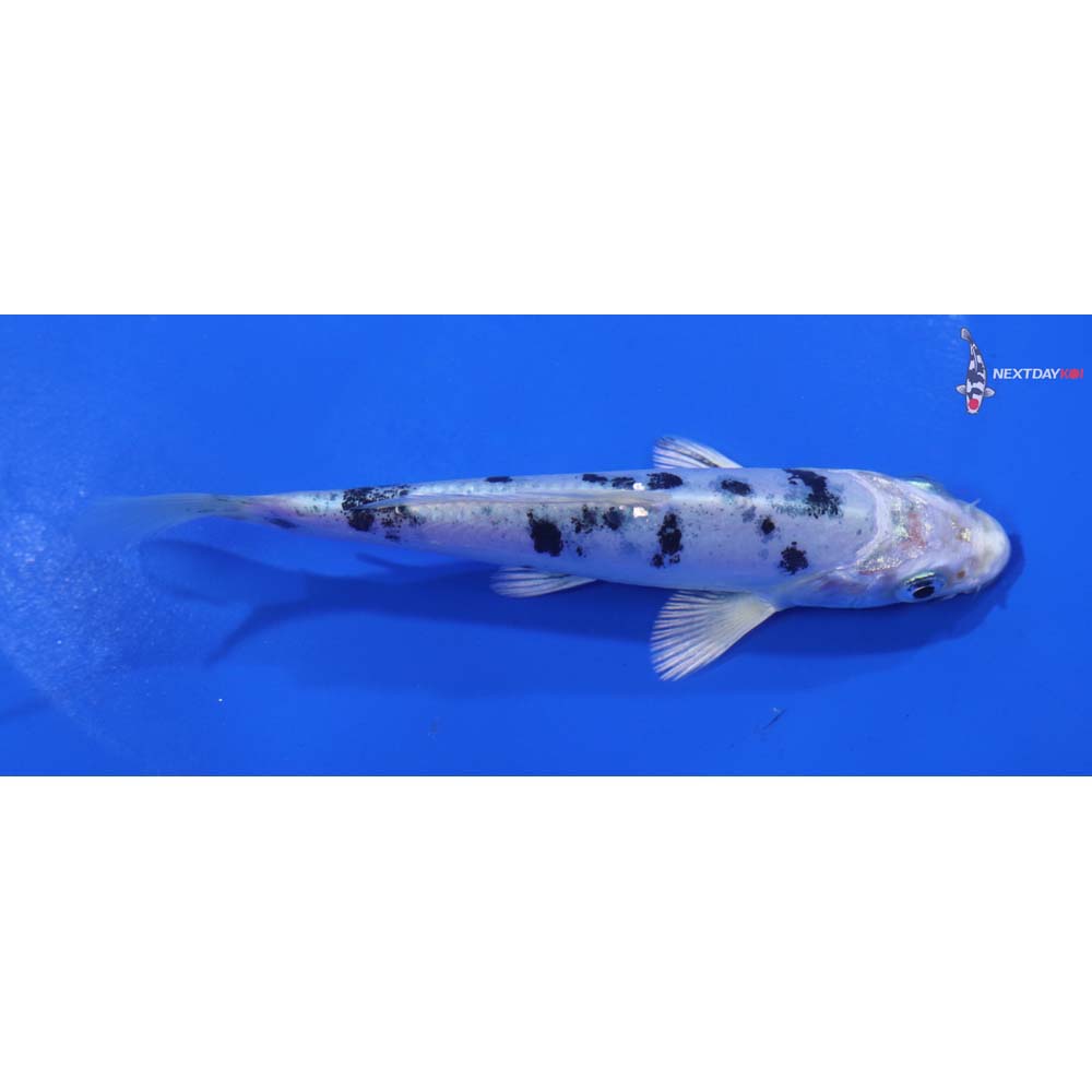 4.5” Imported Doitsu Gin Shiro Bekko