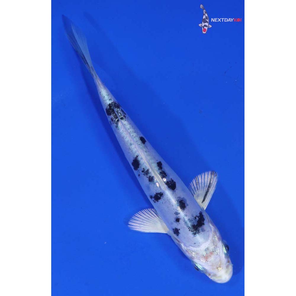 4.5” Imported Doitsu Gin Shiro Bekko