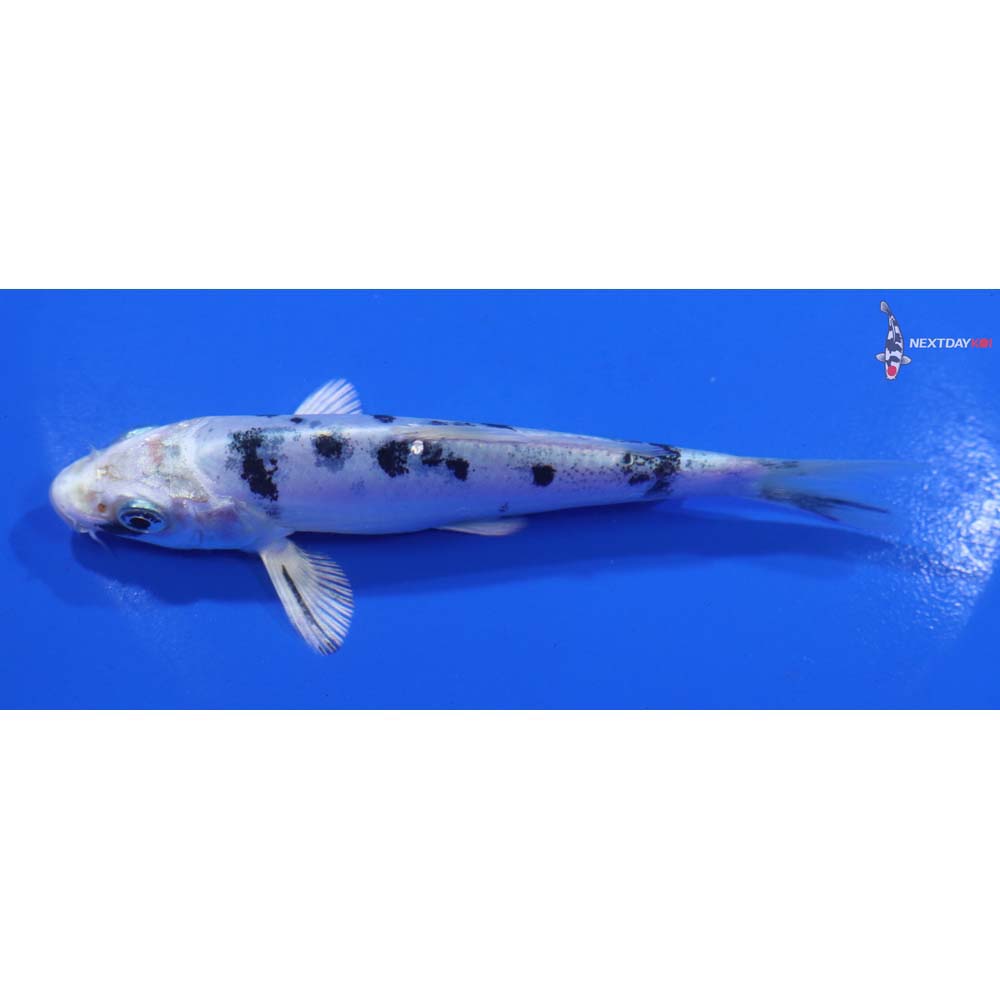 4.5” Imported Doitsu Gin Shiro Bekko