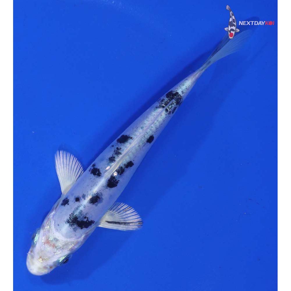 4.5” Imported Doitsu Gin Shiro Bekko