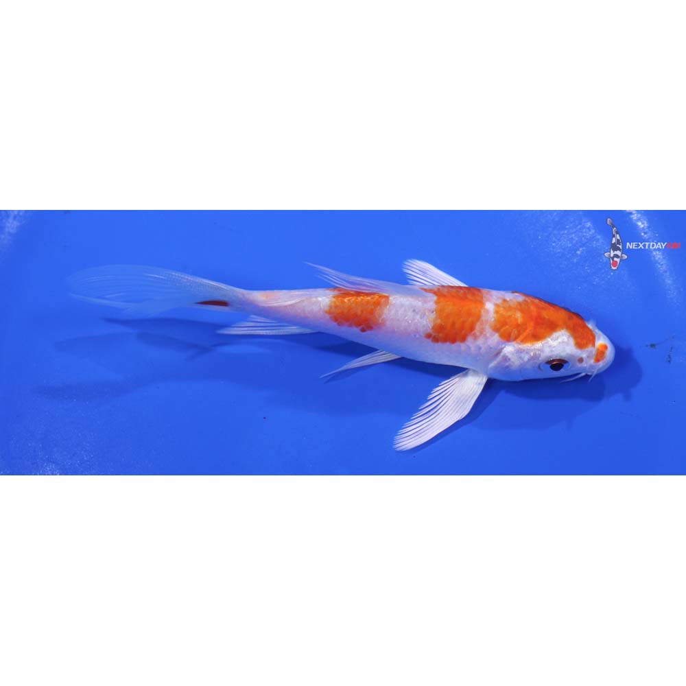 5” Imported Hariwake Butterfly Koi