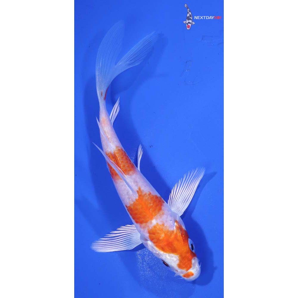 5” Imported Hariwake Butterfly Koi