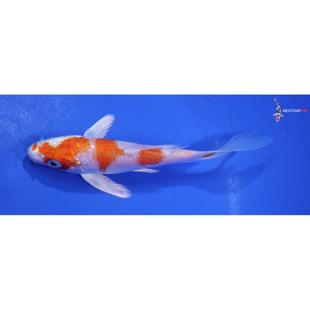5” Imported Hariwake Butterfly Koi