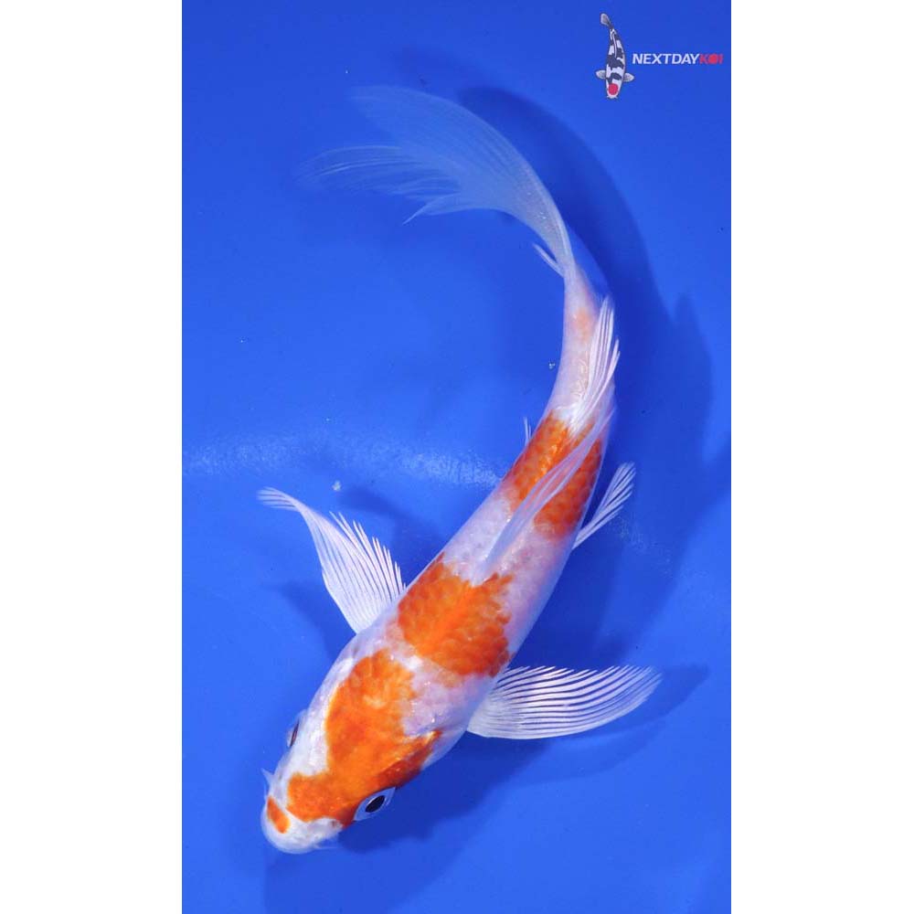 5” Imported Hariwake Butterfly Koi