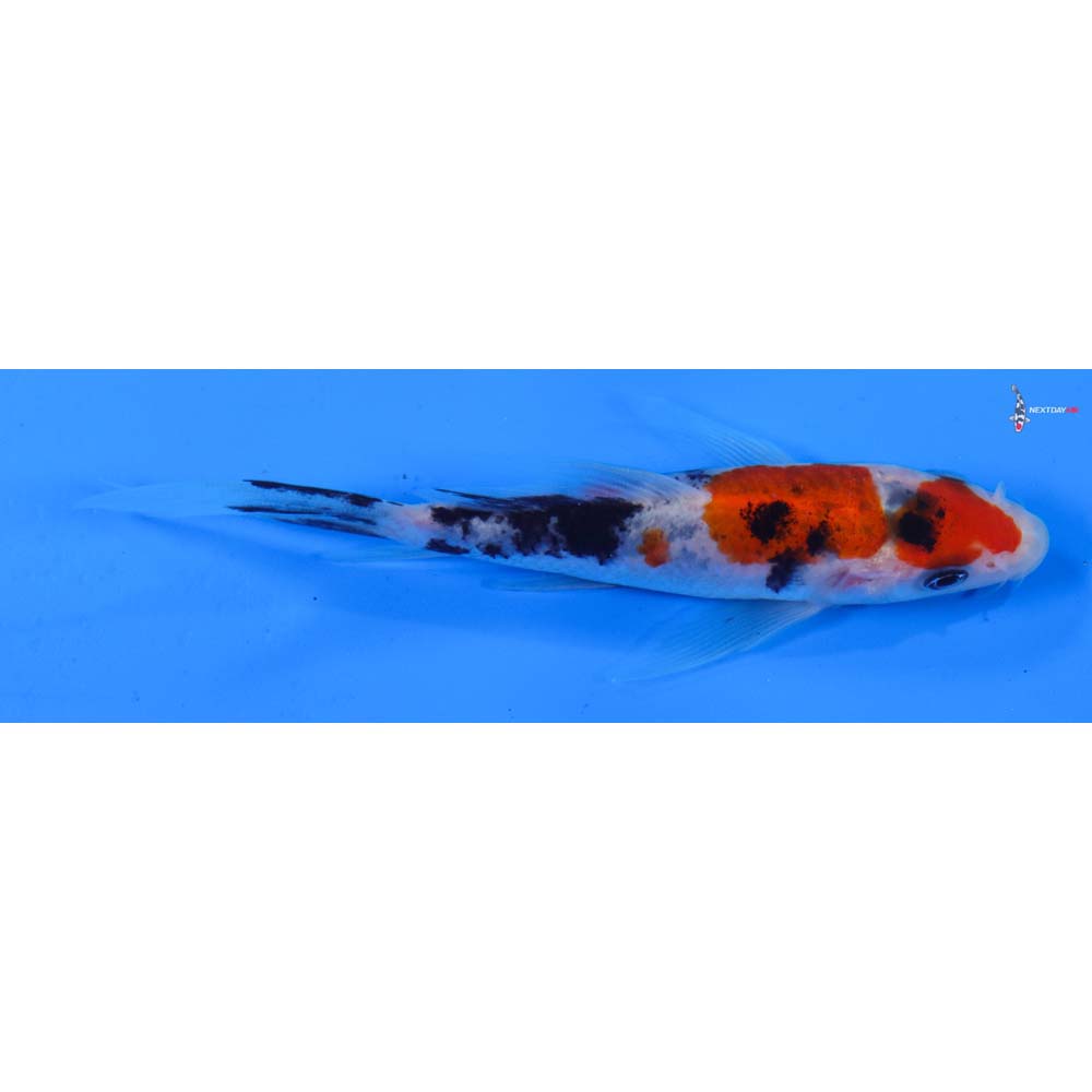5” Imported Sanke Butterfly Koi