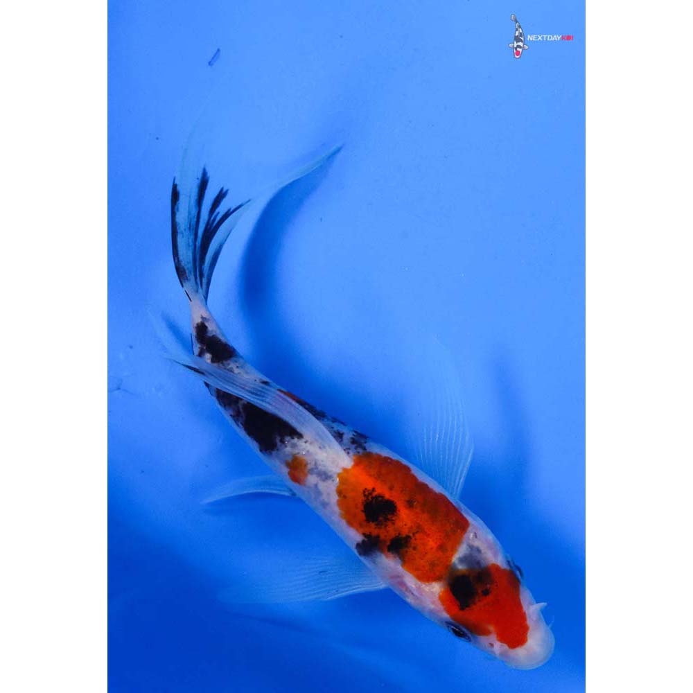 5” Imported Sanke Butterfly Koi