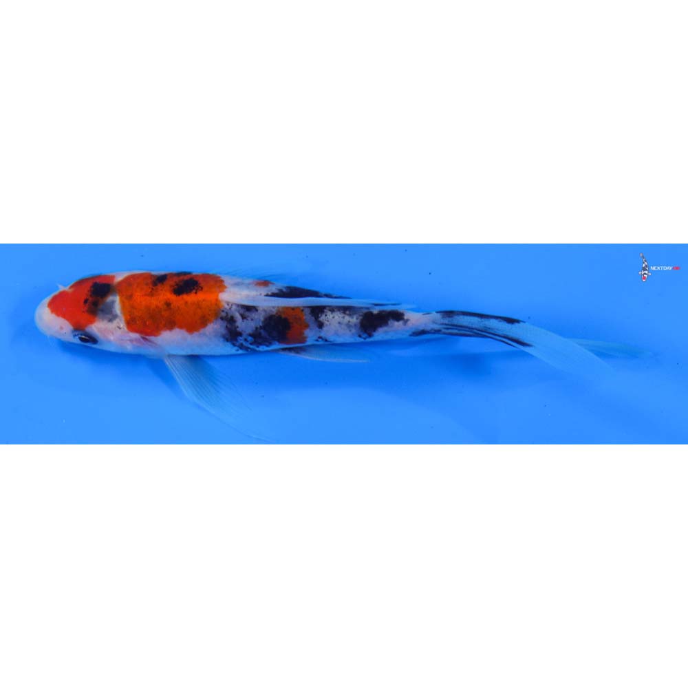 5” Imported Sanke Butterfly Koi