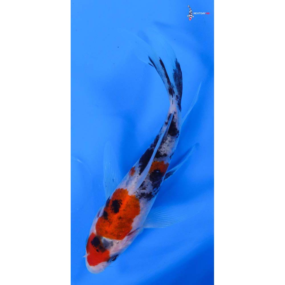 5” Imported Sanke Butterfly Koi
