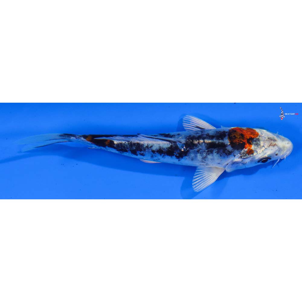 4” Imported Heisei Nishiki