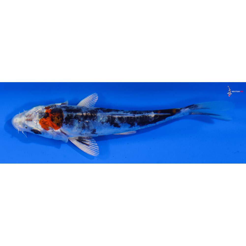4” Imported Heisei Nishiki