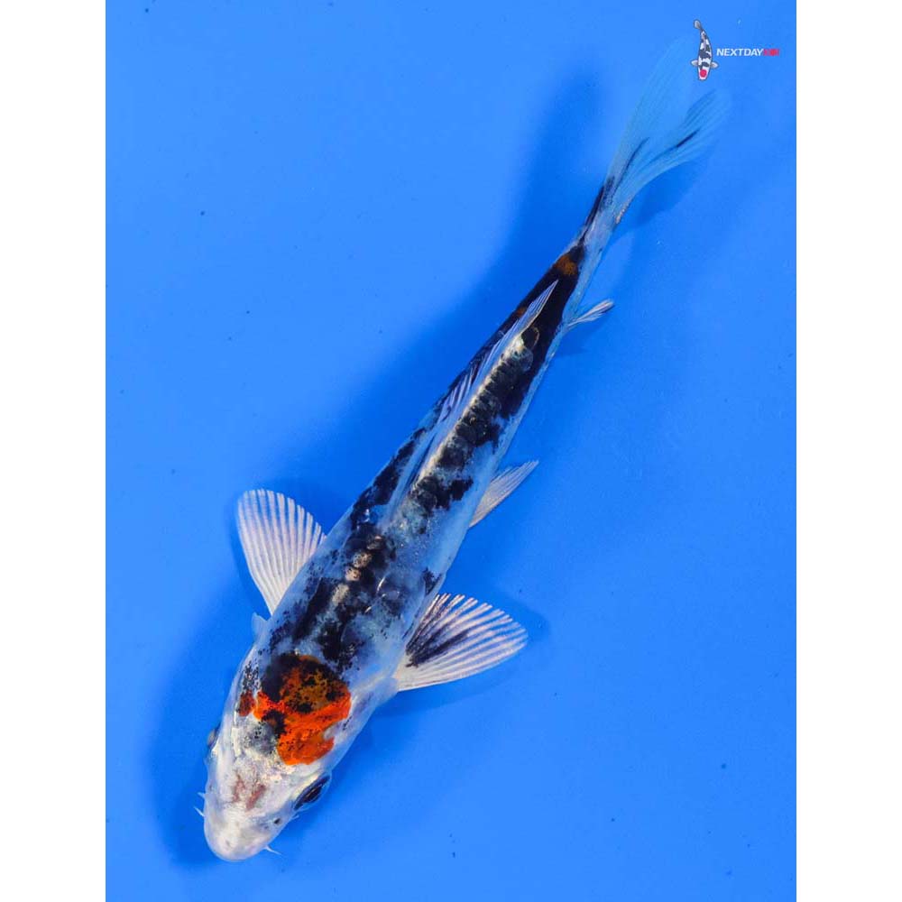 4” Imported Heisei Nishiki