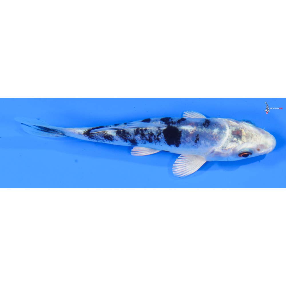 4” Imported Doitsu Gin Shiro Bekko
