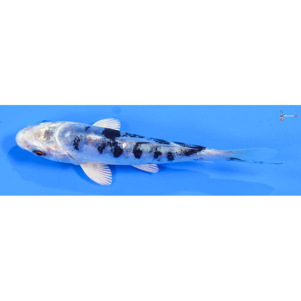 4” Imported Doitsu Gin Shiro Bekko