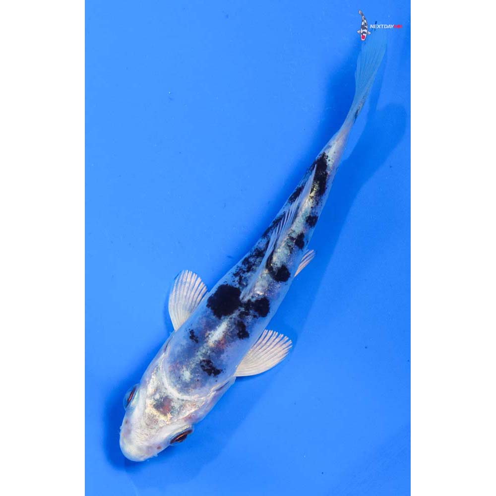 4” Imported Doitsu Gin Shiro Bekko