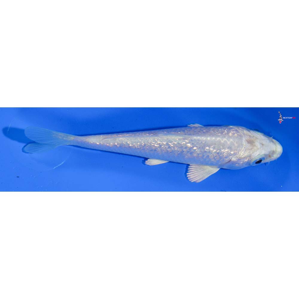 4” Imported Gin Rin Platinum Ogon