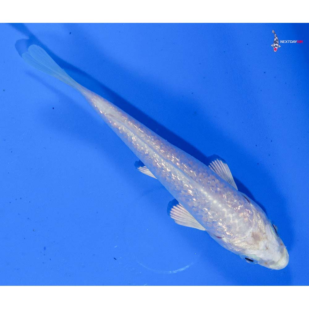 4” Imported Gin Rin Platinum Ogon