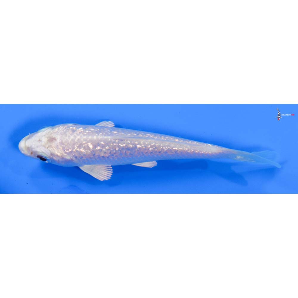 4” Imported Gin Rin Platinum Ogon