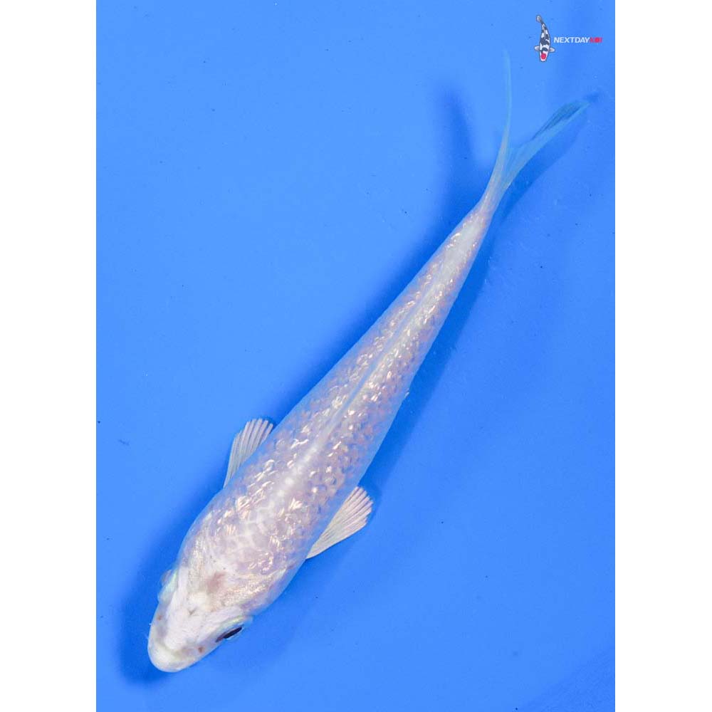 4” Imported Gin Rin Platinum Ogon