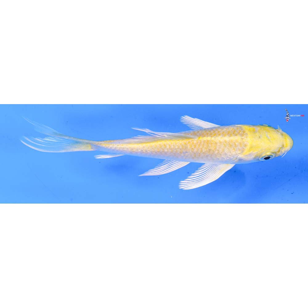 5” Imported Lemon Hariwake Butterfly Koi
