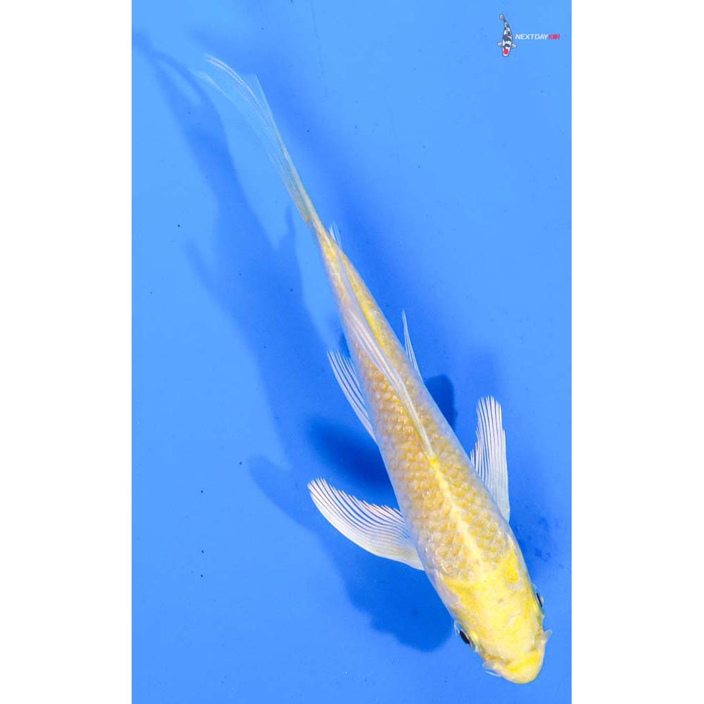 5” Imported Lemon Hariwake Butterfly Koi