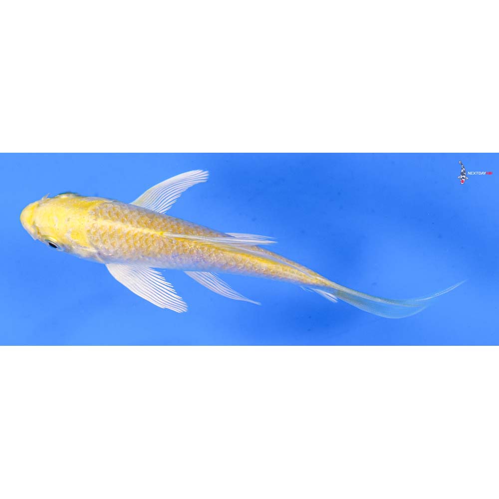 5” Imported Lemon Hariwake Butterfly Koi