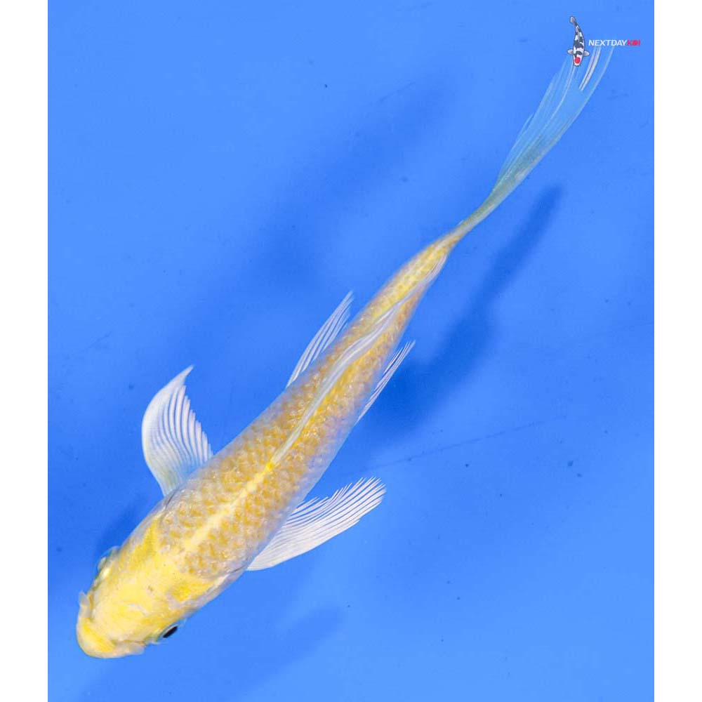5” Imported Lemon Hariwake Butterfly Koi