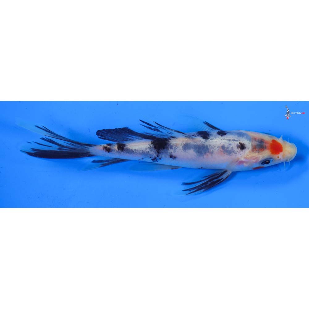 5” Imported Sanke Butterfly Koi