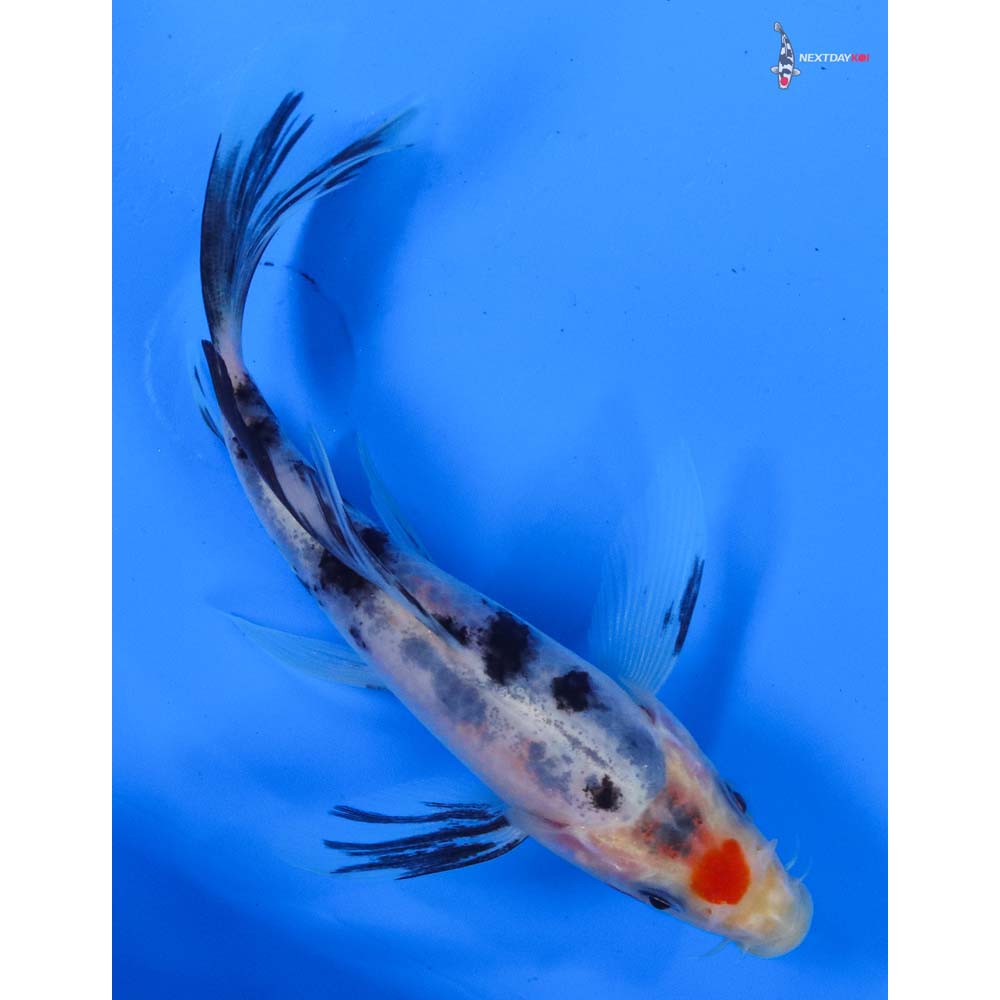 5” Imported Sanke Butterfly Koi