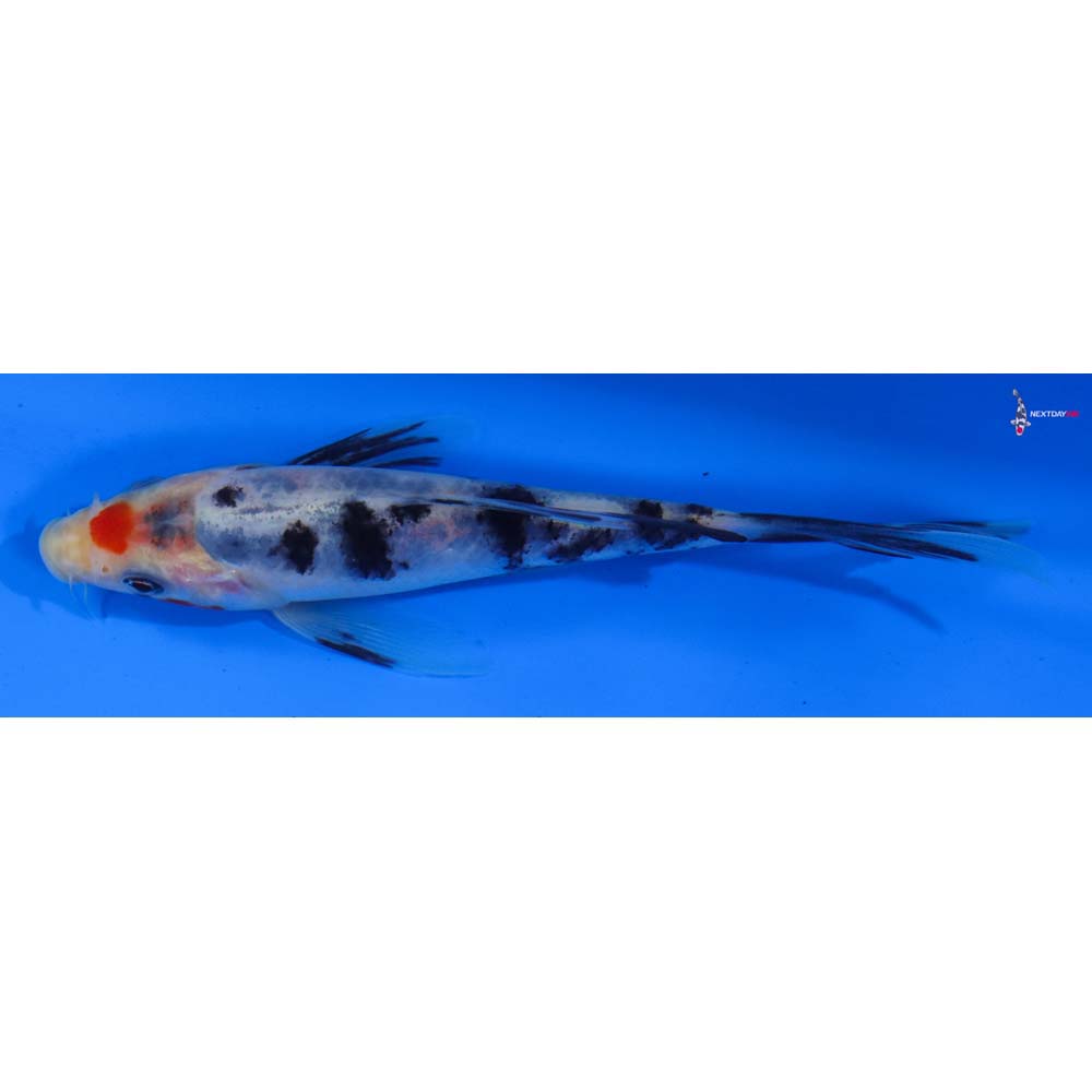 5” Imported Sanke Butterfly Koi