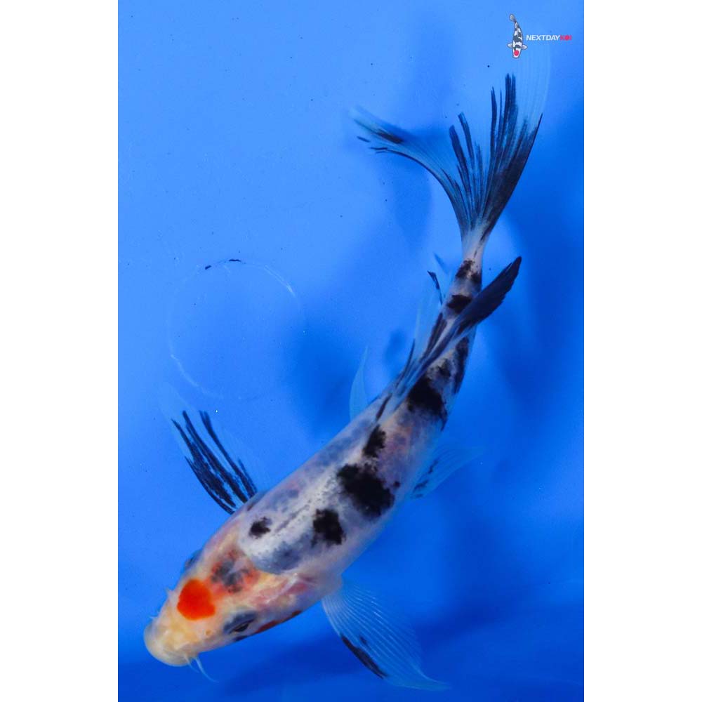 5” Imported Sanke Butterfly Koi