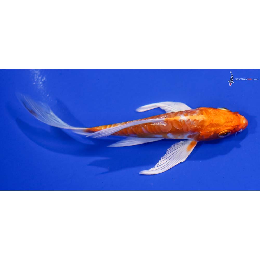4.5” Imported Kikusui Butterfly Koi