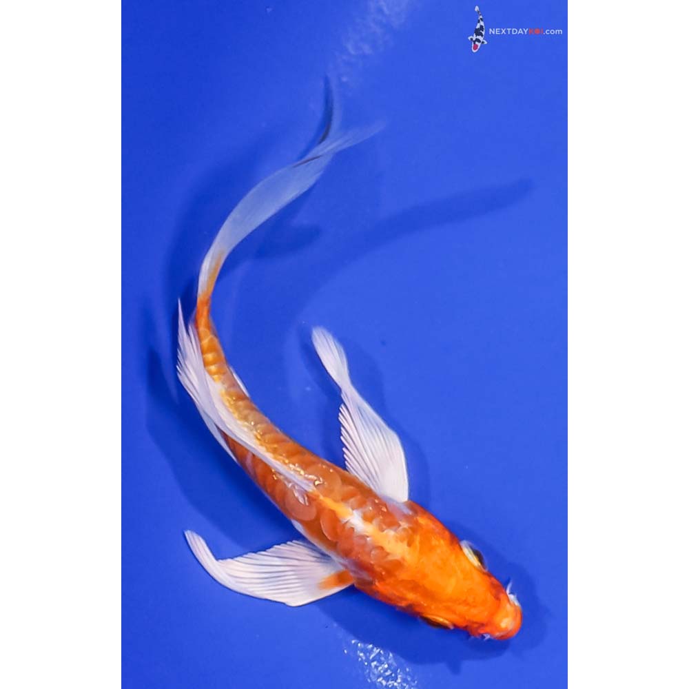 4.5” Imported Kikusui Butterfly Koi
