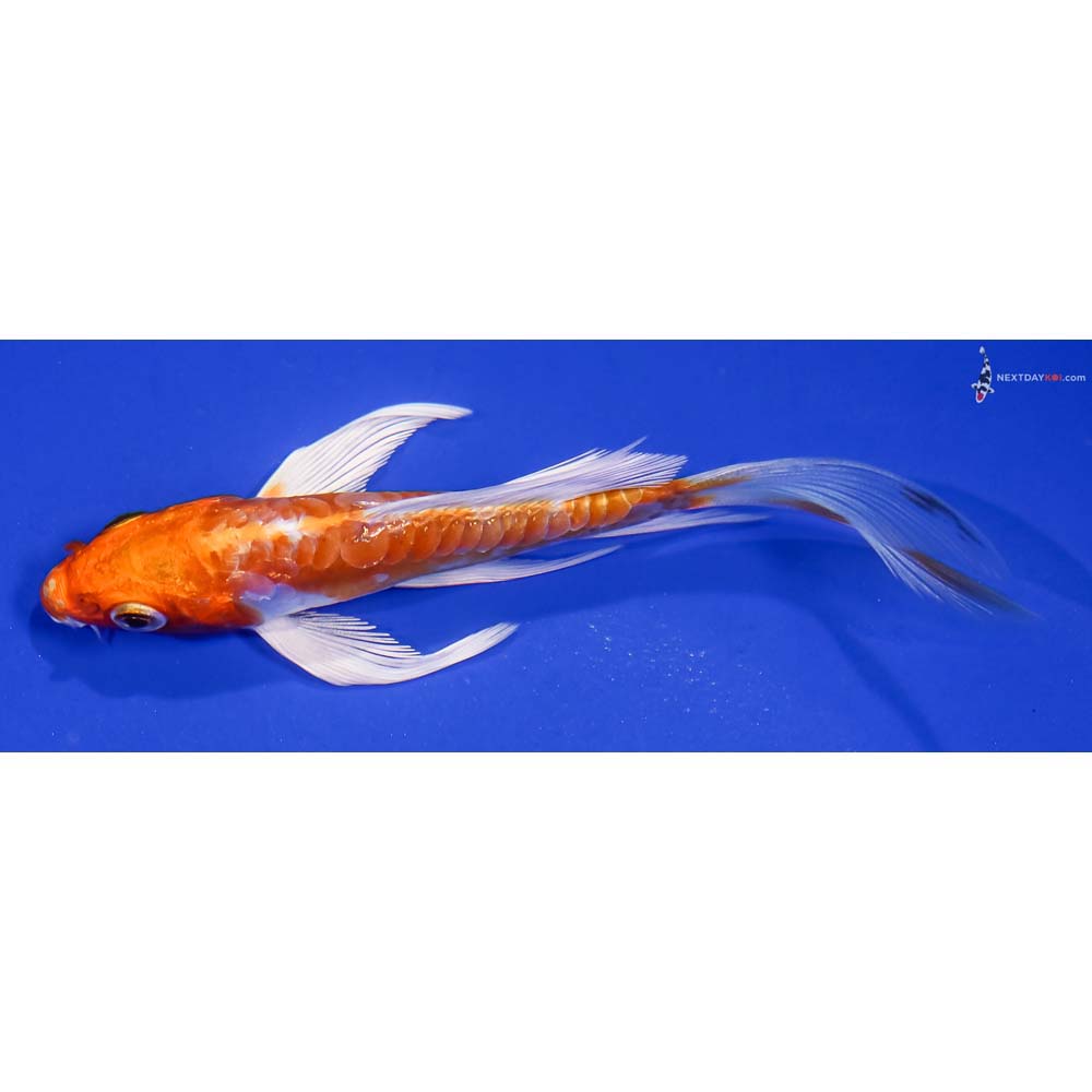 4.5” Imported Kikusui Butterfly Koi