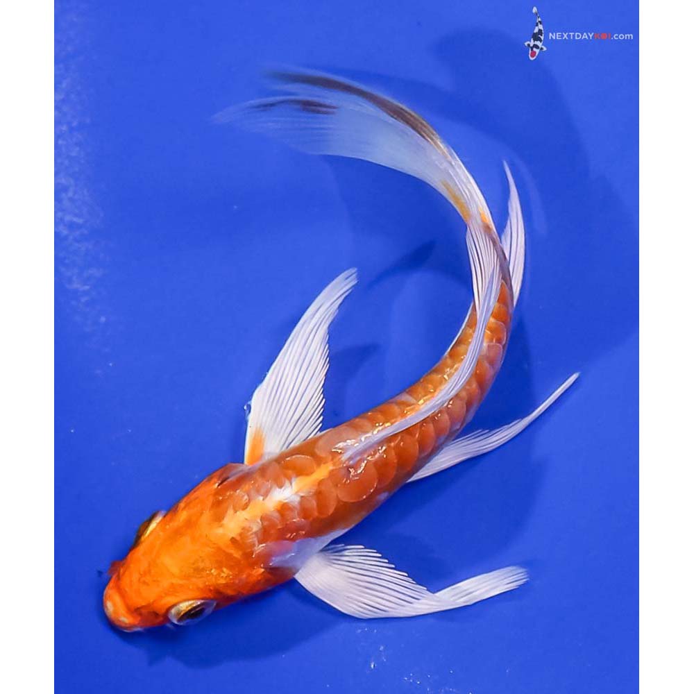 4.5” Imported Kikusui Butterfly Koi