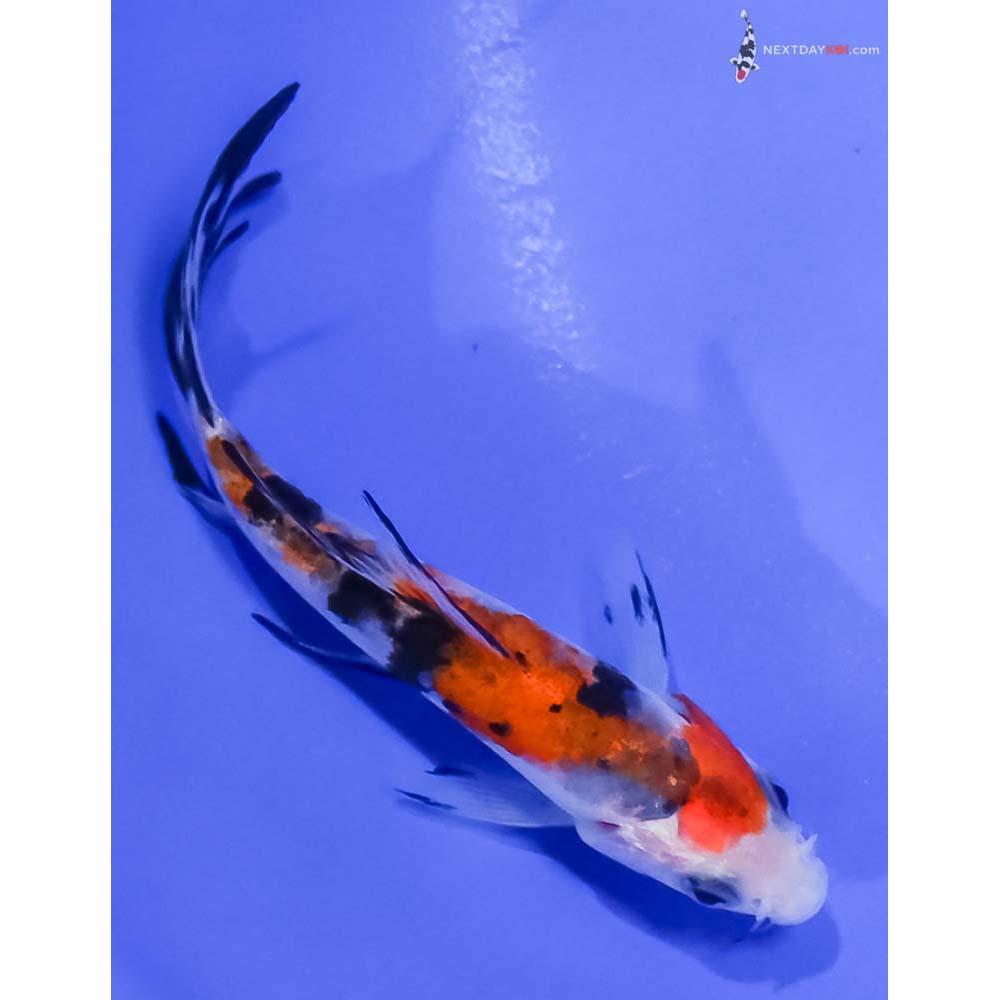 4” Imported Sanke Butterfly Koi