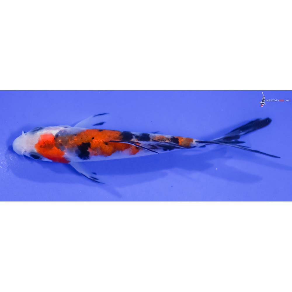 4” Imported Sanke Butterfly Koi