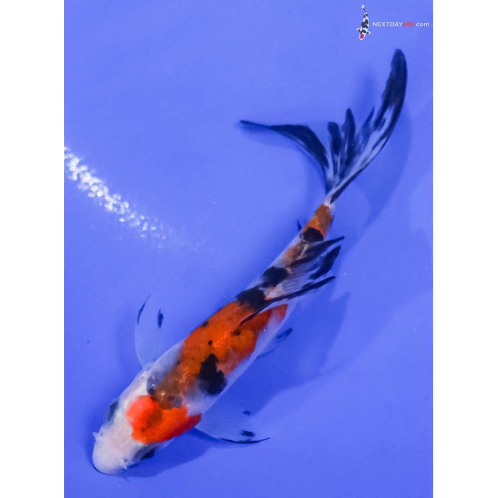 4” Imported Sanke Butterfly Koi