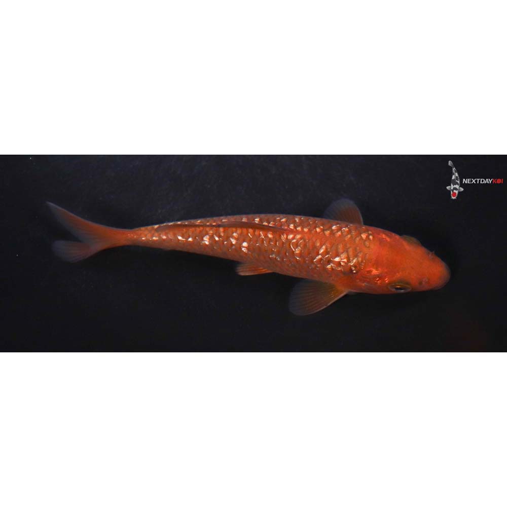 5” Imported Gin Rin Chagoi