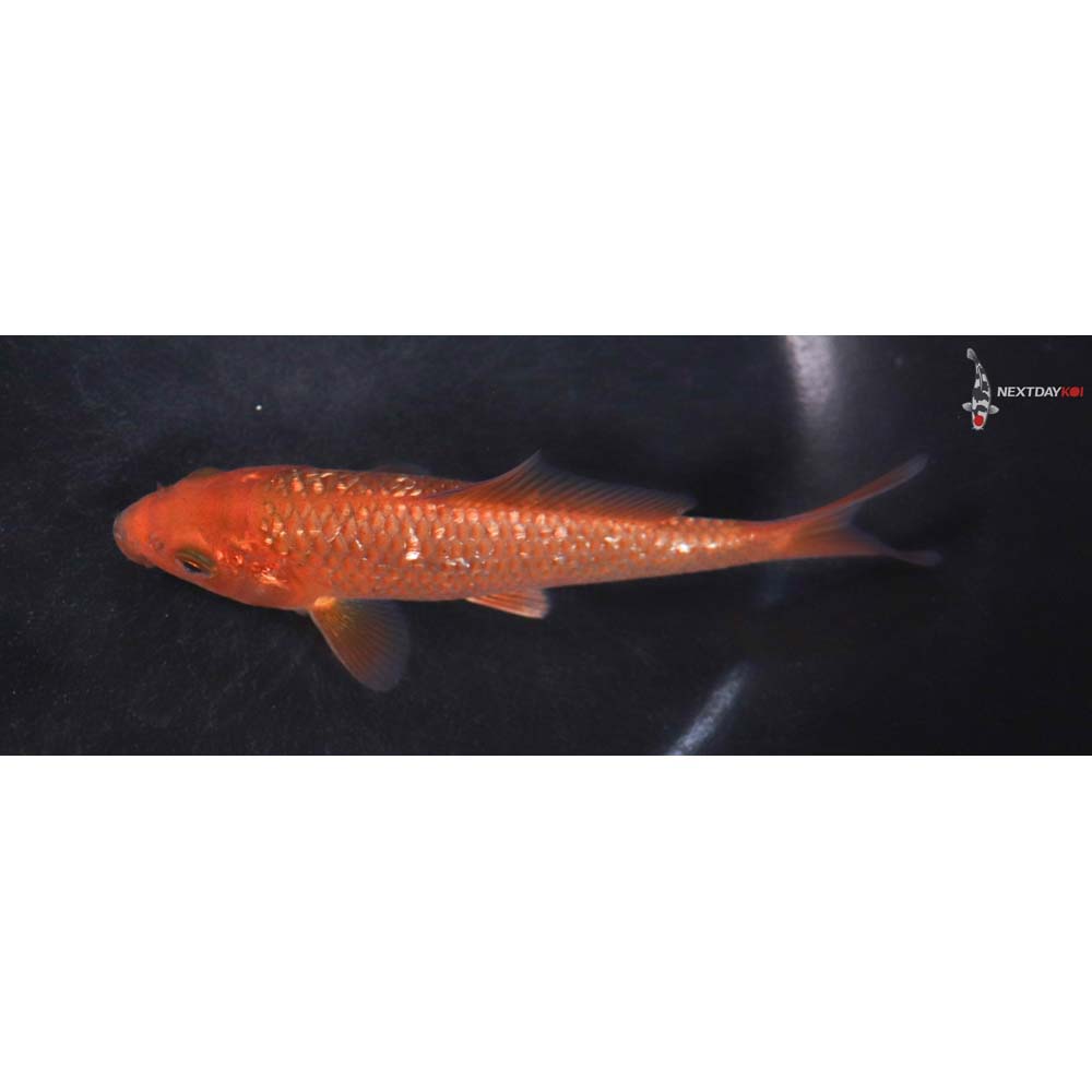 5” Imported Gin Rin Chagoi