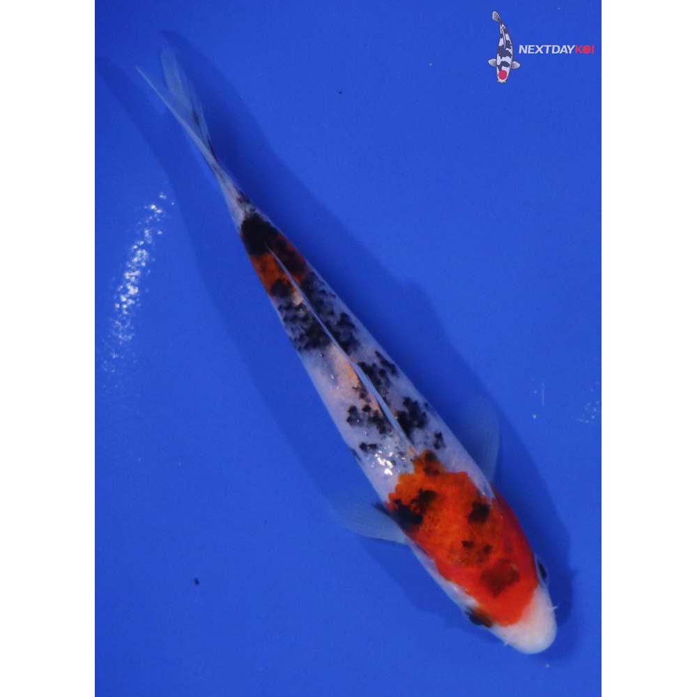 5.5” Imported Sanke
