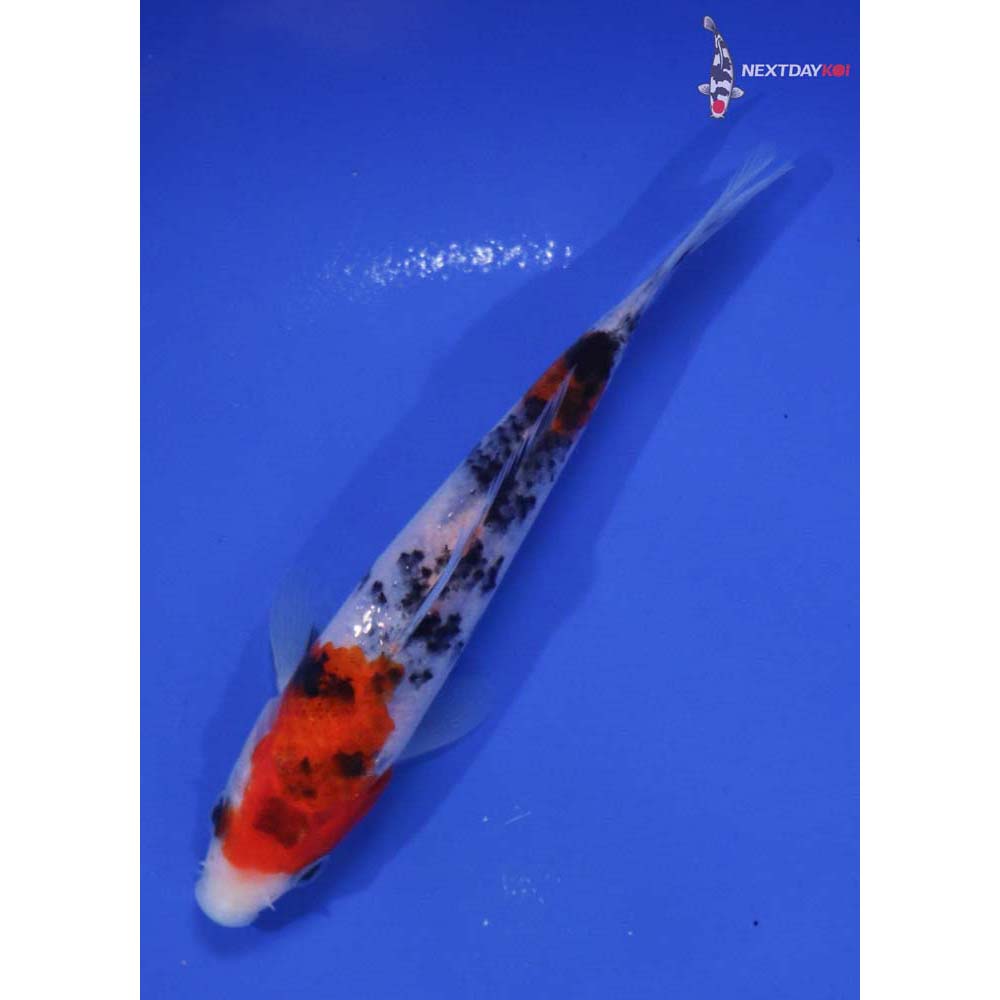 5.5” Imported Sanke