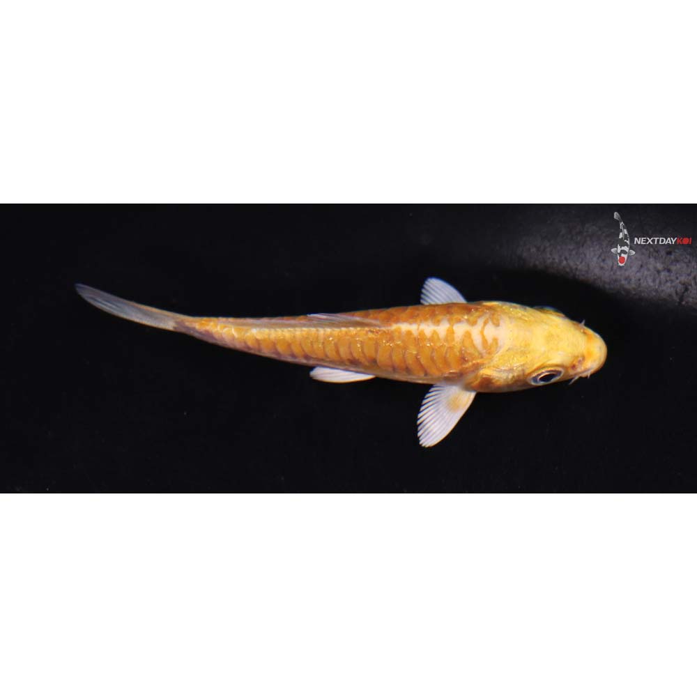 3” Imported Doitsu Yamabuki Ogon