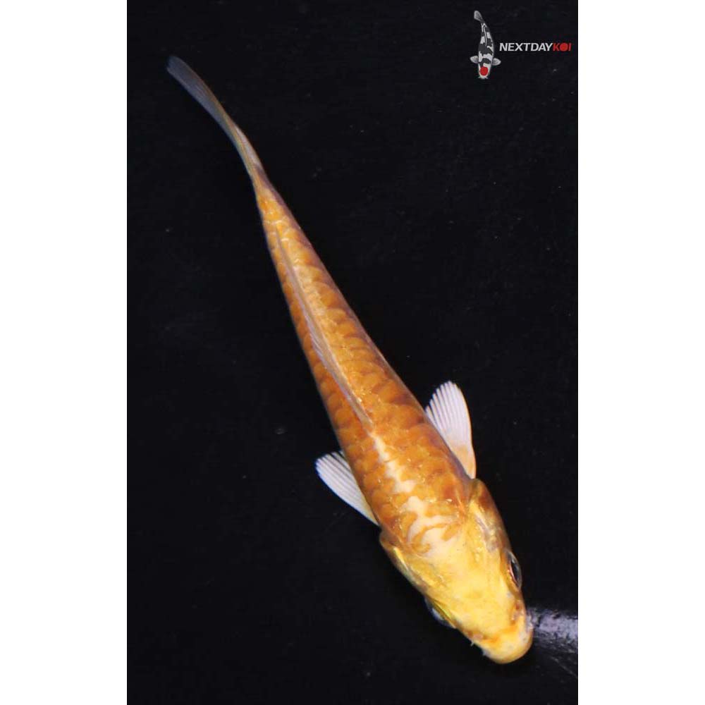 3” Imported Doitsu Yamabuki Ogon