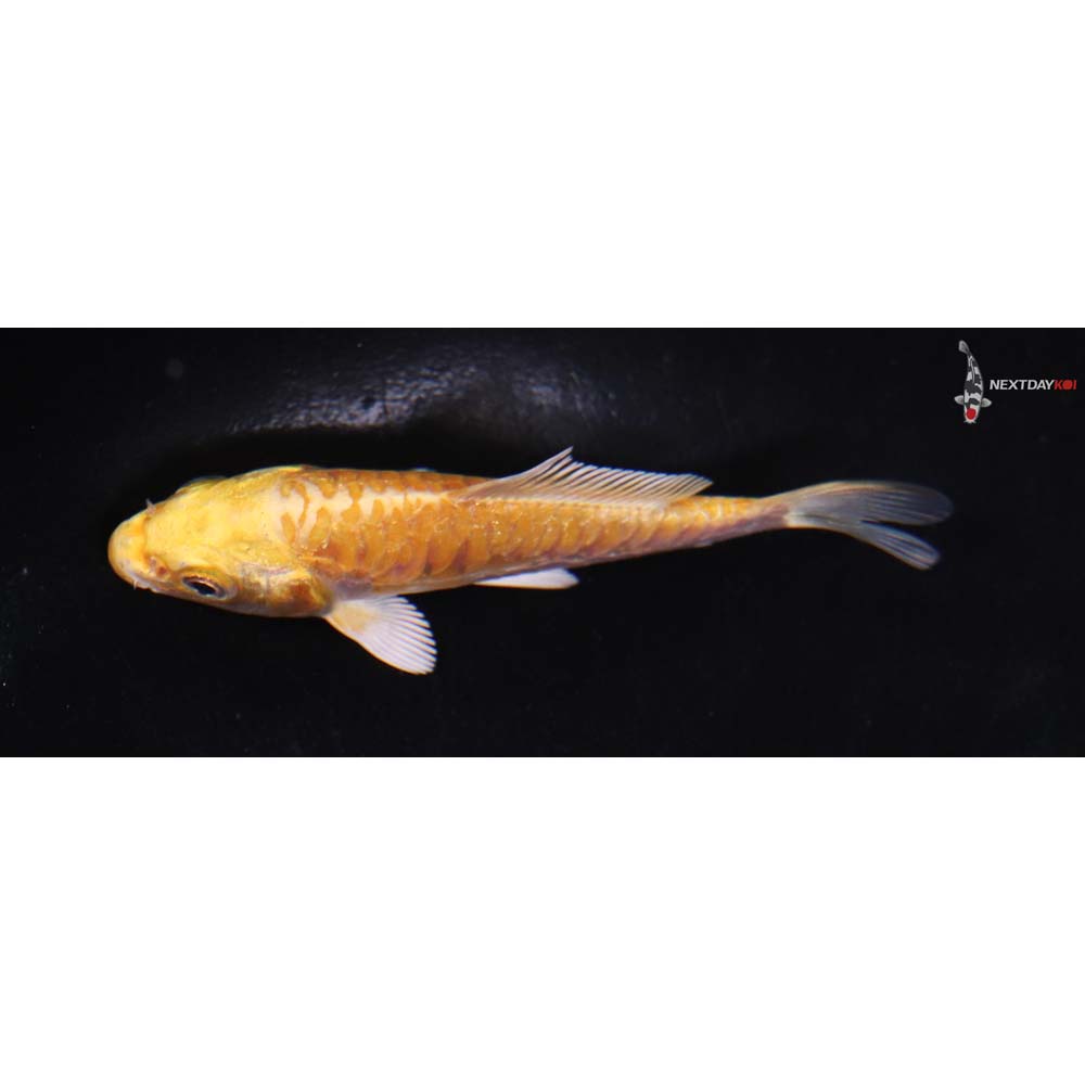 3” Imported Doitsu Yamabuki Ogon