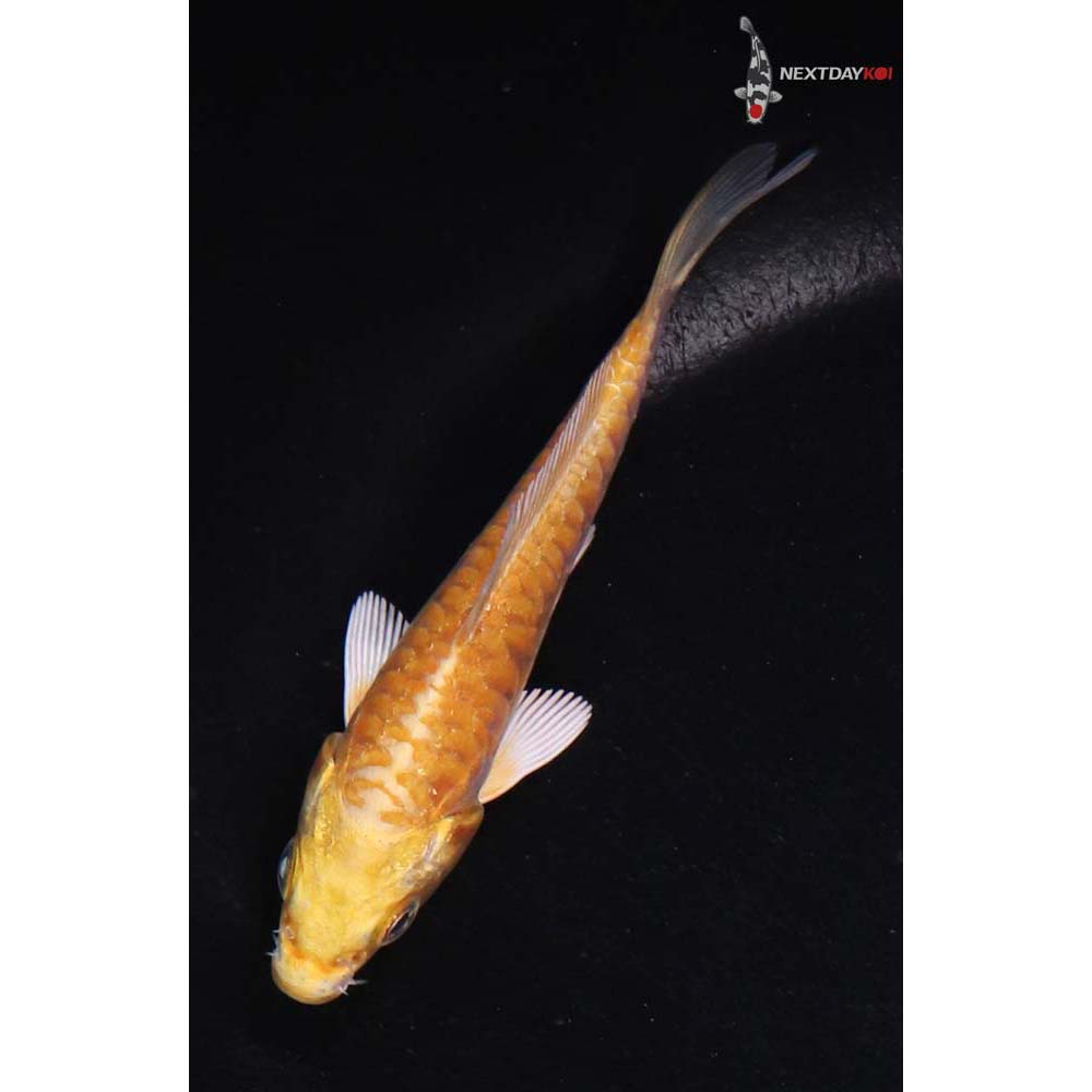 3” Imported Doitsu Yamabuki Ogon