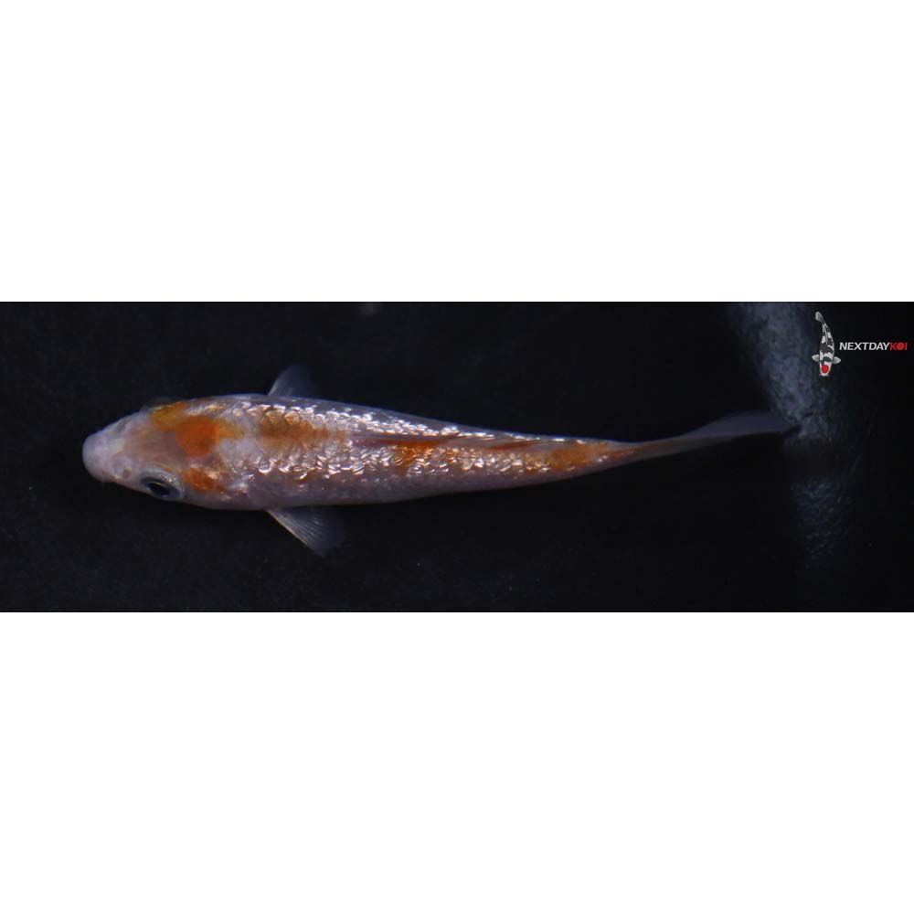 3.5” Imported Gin Rin Ochiba Shigure