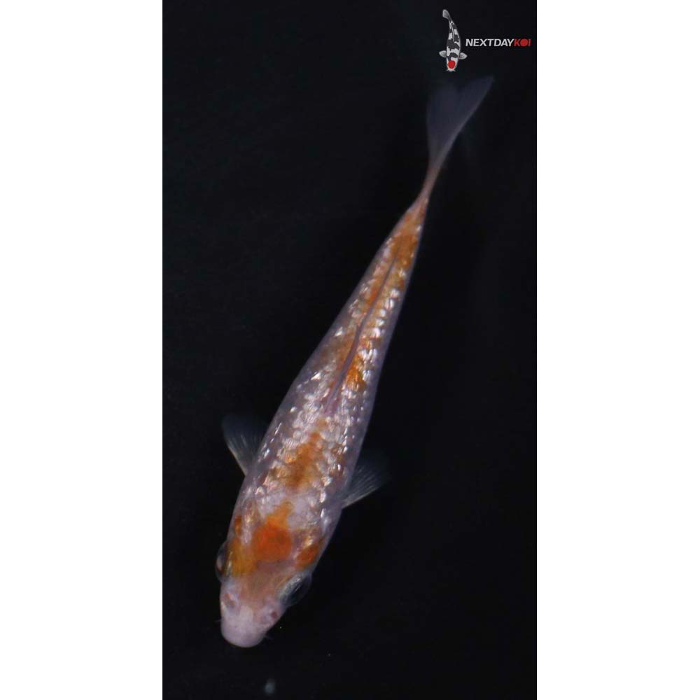 3.5” Imported Gin Rin Ochiba Shigure