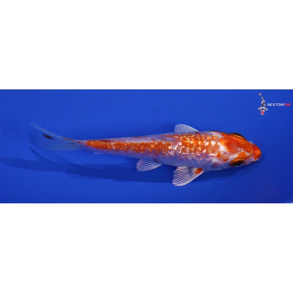 3.5” Imported Armor Scaled Gin Rin Kikusui