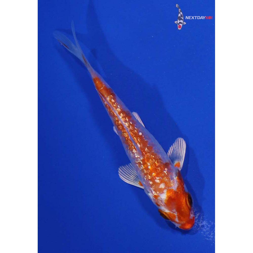 3.5” Imported Armor Scaled Gin Rin Kikusui