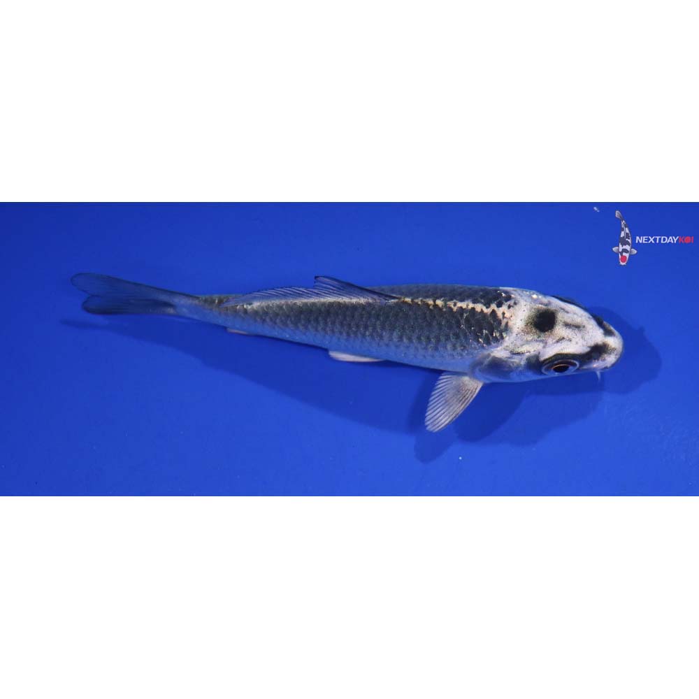 3.5” Imported Gin Matsuba